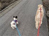 Dogs on leash